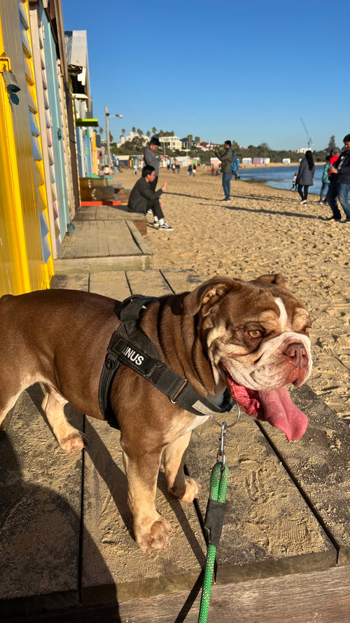 Custom 3D Printed Dog Figurine